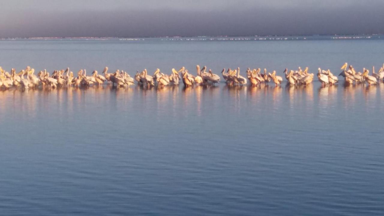 Haus Schaaf B&B Walvis Bay Eksteriør billede